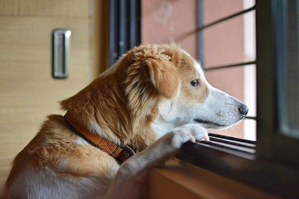 광견병1.jpg